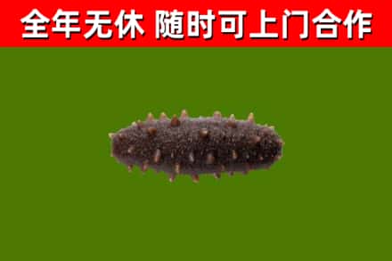 大理烟酒回收干海参.jpg